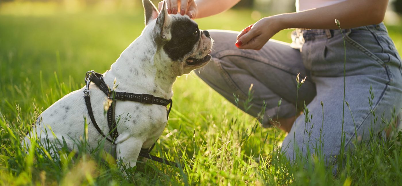 A Importância da Avaliação Comportamental para um Treinamento Eficaz