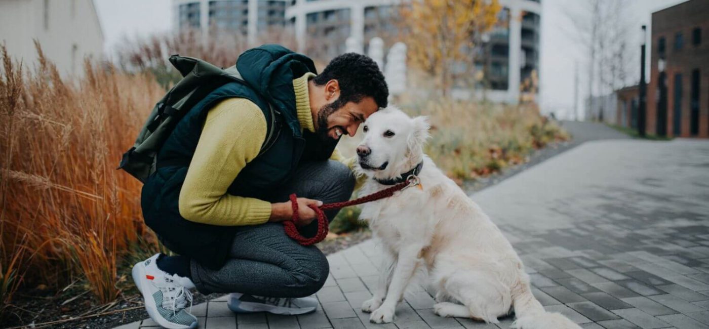 Treinamento de Cães com Reforço Positivo: Guia Completo para Donos de Cães
