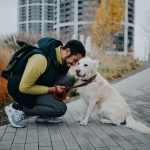 Treinamento de Cães com Reforço Positivo: Guia Completo para Donos de Cães